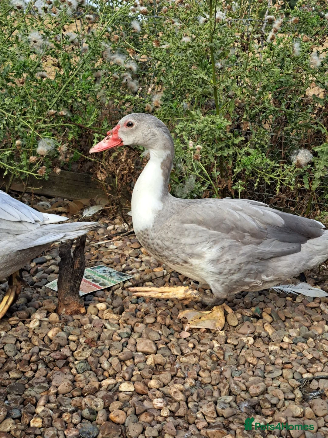 Ducks poultry for sale: Muscovy Drakes - Advert 2