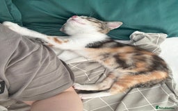 Mixed Breed cats for sale: Fully vaccinated calico female - Image 5