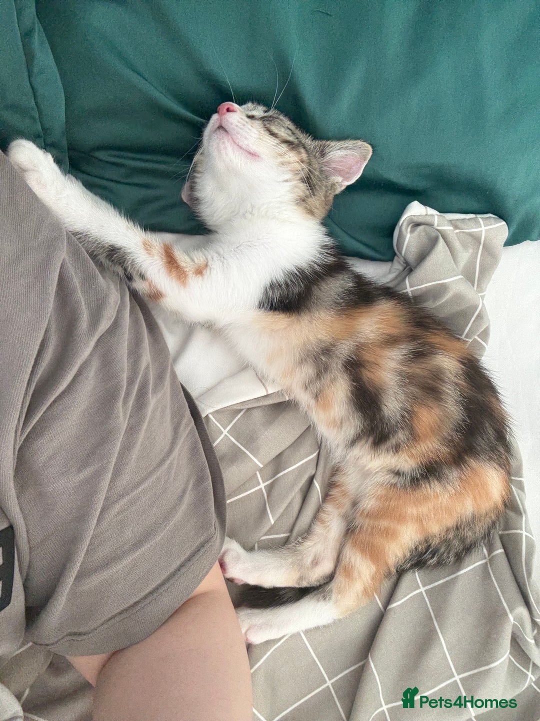 Mixed Breed cats for sale: Fully vaccinated calico female - Image 5
