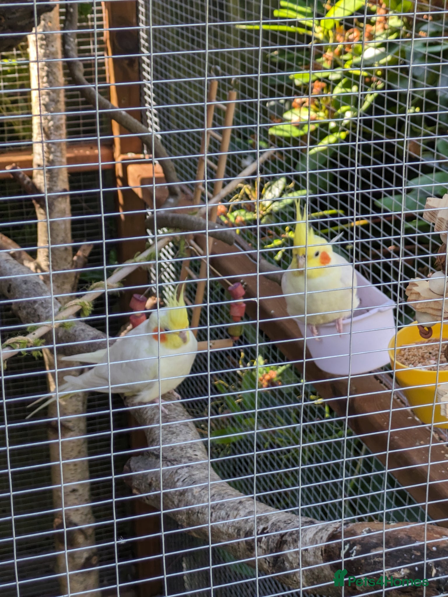 Cockatiels birds for sale: 2 lutino cockateils and 1 budgie in Ipswich - Advert 2