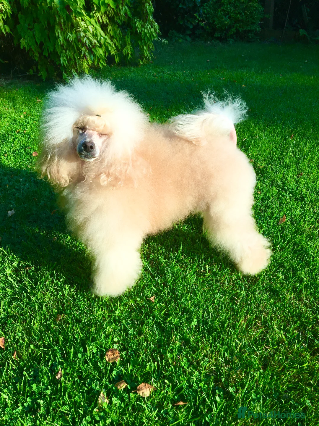 Toy Poodle dogs for stud: Champion Line KC Apricot Toy Poodle Stud in Ringwood - Advert 4