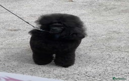 Toy Poodle dogs for stud: Show toy poodle stud - Image 5