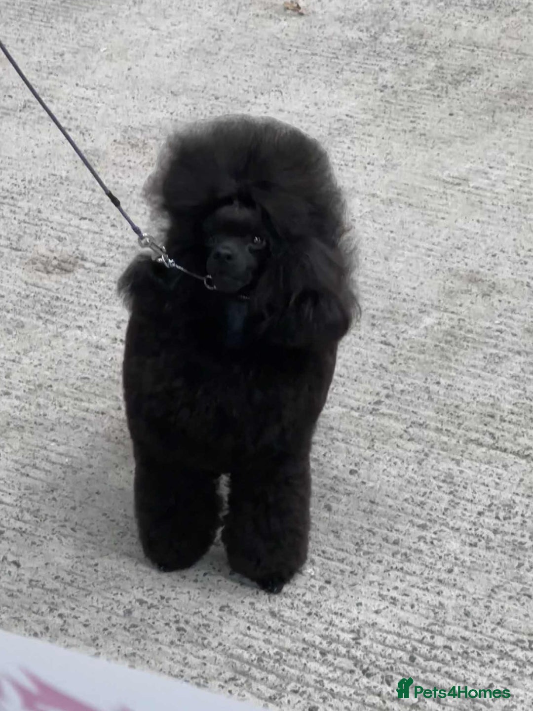 Toy Poodle dogs for stud: Show toy poodle stud - Image 5