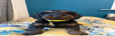 Cockapoo 5