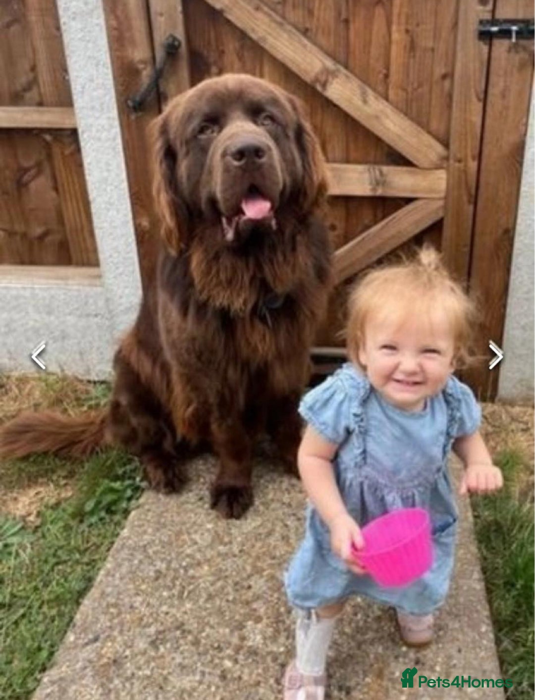 Newfoundland dogs for stud: KC REGISTERED NEWFOUNDLAND STUD HEALTH TESTED  in Basildon - Advert 4