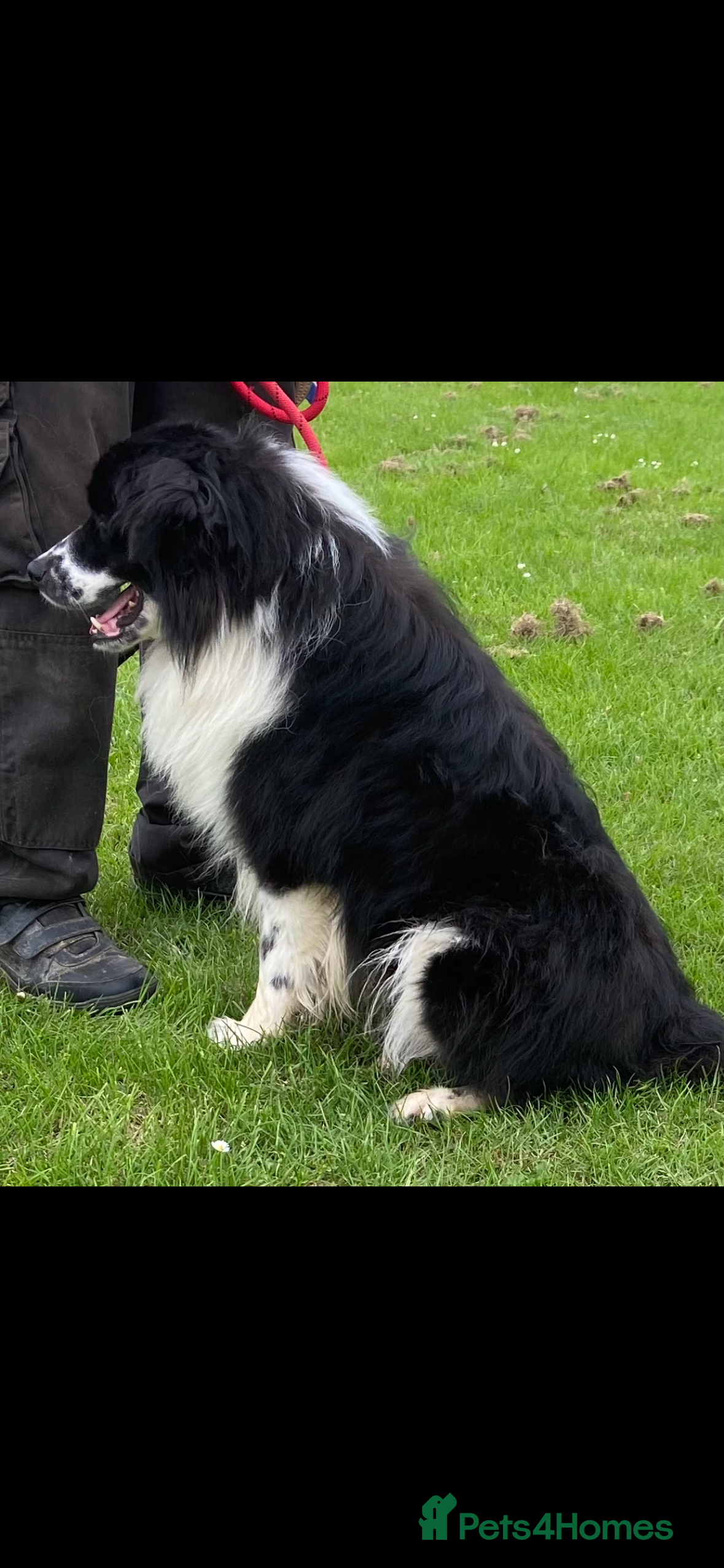 Border Collie dogs Finn Our Handsome Border Collie STUD ONLY  - Advert 2