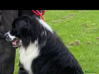 Border Collie dogs Finn Our Handsome Border Collie STUD ONLY - Advert 7
