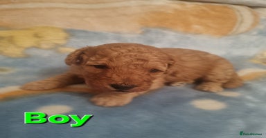 Cockapoo dogs - Advert 12