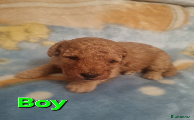 Cockapoo dogs - Advert 14