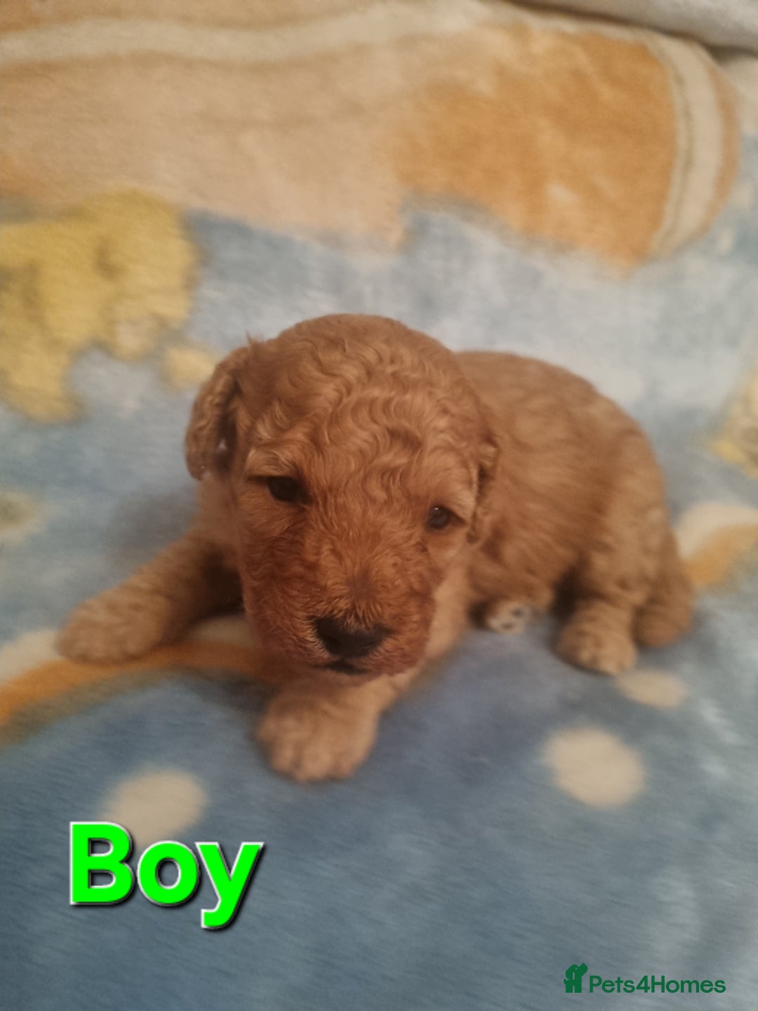 Cockapoo dogs for sale: Cockapoo  - Image 7