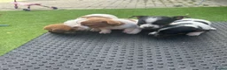 Jack Russell dogs for sale: Gorgeous Jack Russell Puppies For Sale – Ready Now - Advert 5