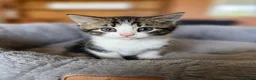 Domestic Shorthair cats for sale: Domestic shorthair kittens - Advert 3