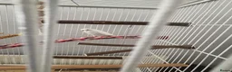 Budgerigars birds for sale: White budgie plus full cage set up - Advert 3