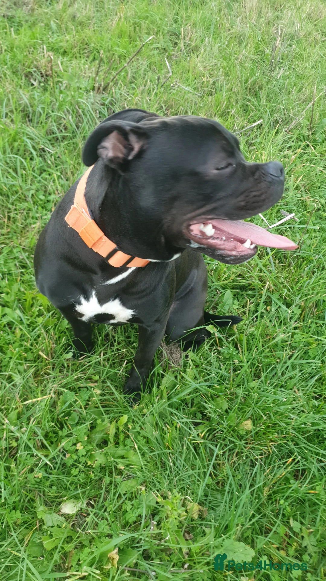 Staffordshire Bull Terrier dogs for sale: Male Staffordshire bull terrier  - Advert 2