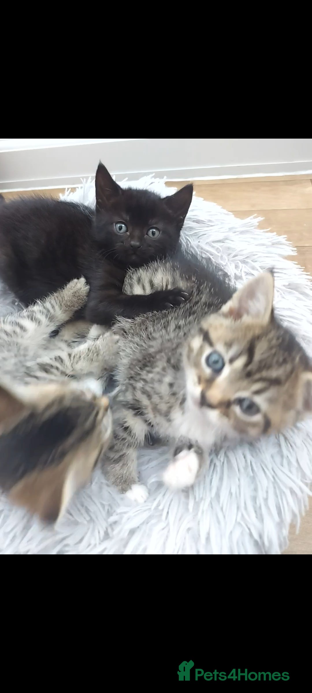 Mixed Breed cats for sale: Beautiful kittens 🥰 - Advert 14