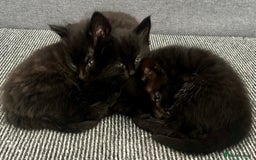 Domestic Shorthair cats for sale: Beautiful confident kittens - Image 6