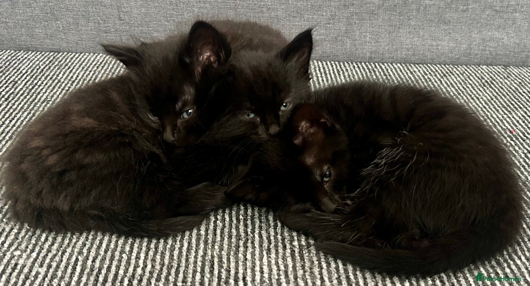 Domestic Shorthair cats for sale: Beautiful confident kittens - Image 6