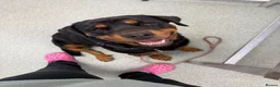 Rottweiler dogs for sale: Lovely Bubbly Rottie for sale  - Advert 9