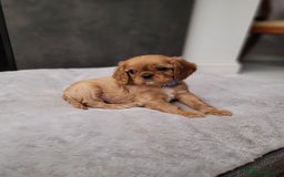 Cavalier King Charles Spaniel dogs for sale: Stunning Cavalier Puppies–Champ Blood,HealthTested - Image 3