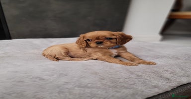 Cavalier King Charles Spaniel dogs - Advert 4