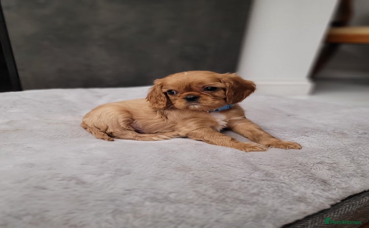 Cavalier King Charles Spaniel dogs - Advert 3