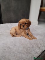 Cavalier King Charles Spaniel dogs - Advert 2