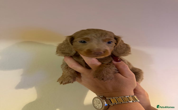 Miniature Dachshund dogs Miniature dachshund puppies kc reg - Advert 7