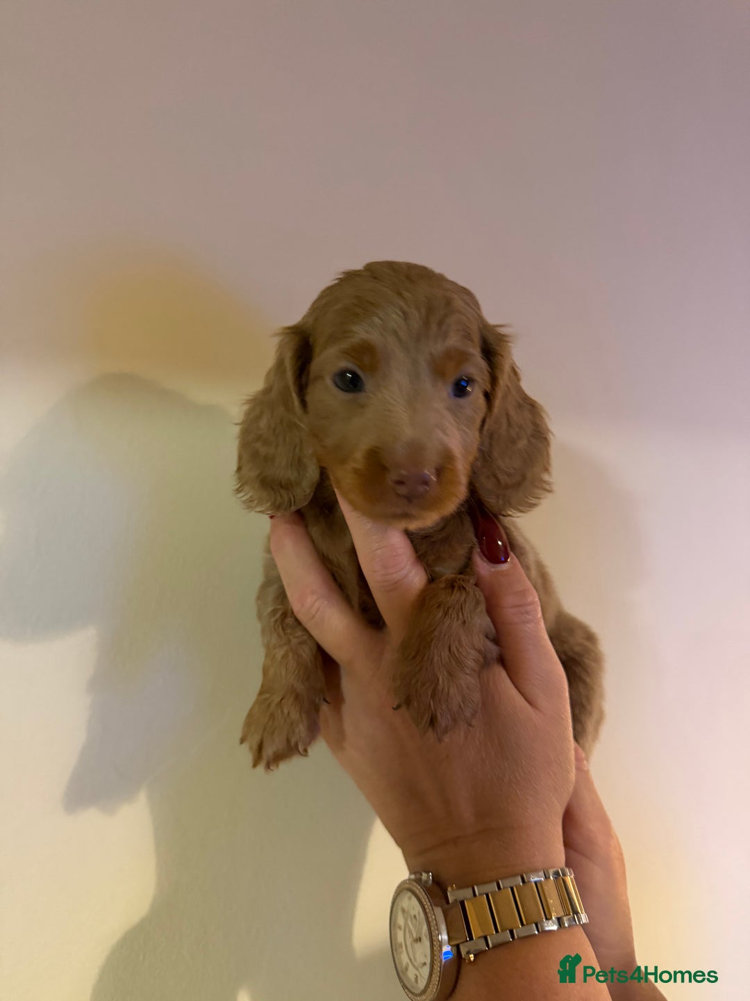 Miniature Dachshund dogs for sale: Stunning Miniature Dachshund kc reg READY NOW 🎄🎄 - Advert 24