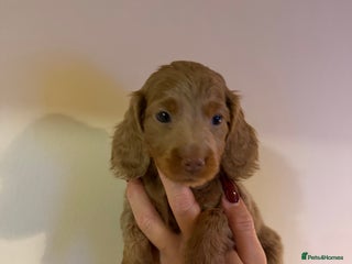 Miniature Dachshund dogs Miniature dachshund puppies kc reg - Advert 7