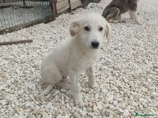 Mixed Breed dogs Benji is 4,5 months old Macedonian rescue - Advert 1