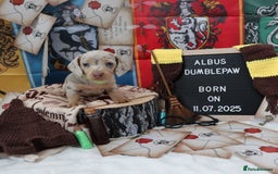 Miniature Dachshund dogs for sale: SPECTACULAR MINIATURE DACHSHUND PUPPIES - Image 4