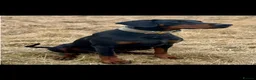 Dobermann dogs for sale: 2 beautiful Doberman males forsale  - Advert 17