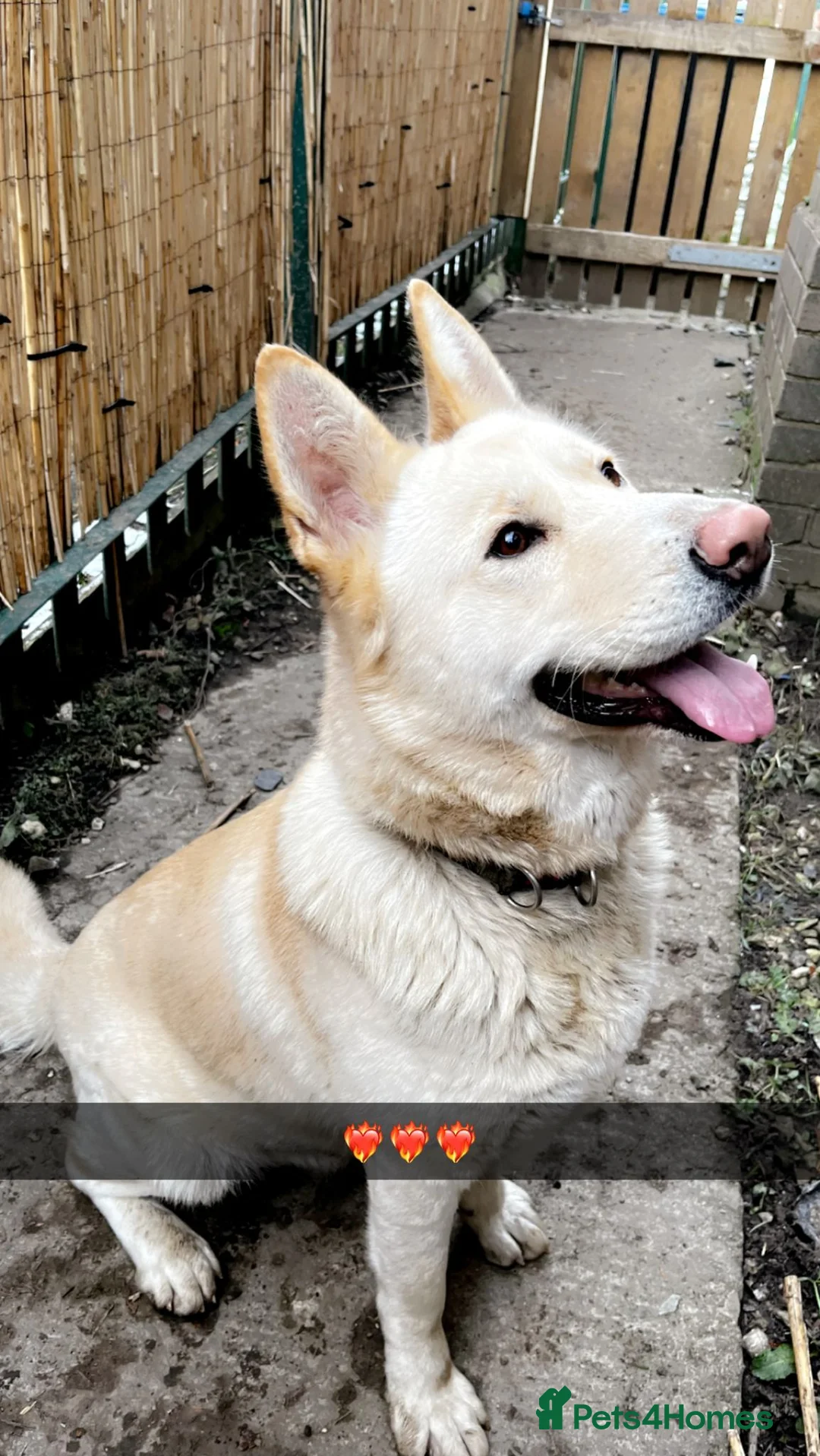 Mixed Breed dogs for sale: Beautiful German ShepherdXAmerican Akita for sale in Bradford - Advert 1