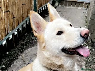 Mixed Breed dogs Beautiful German ShepherdXAmerican Akita for sale in Bradford - Advert 1