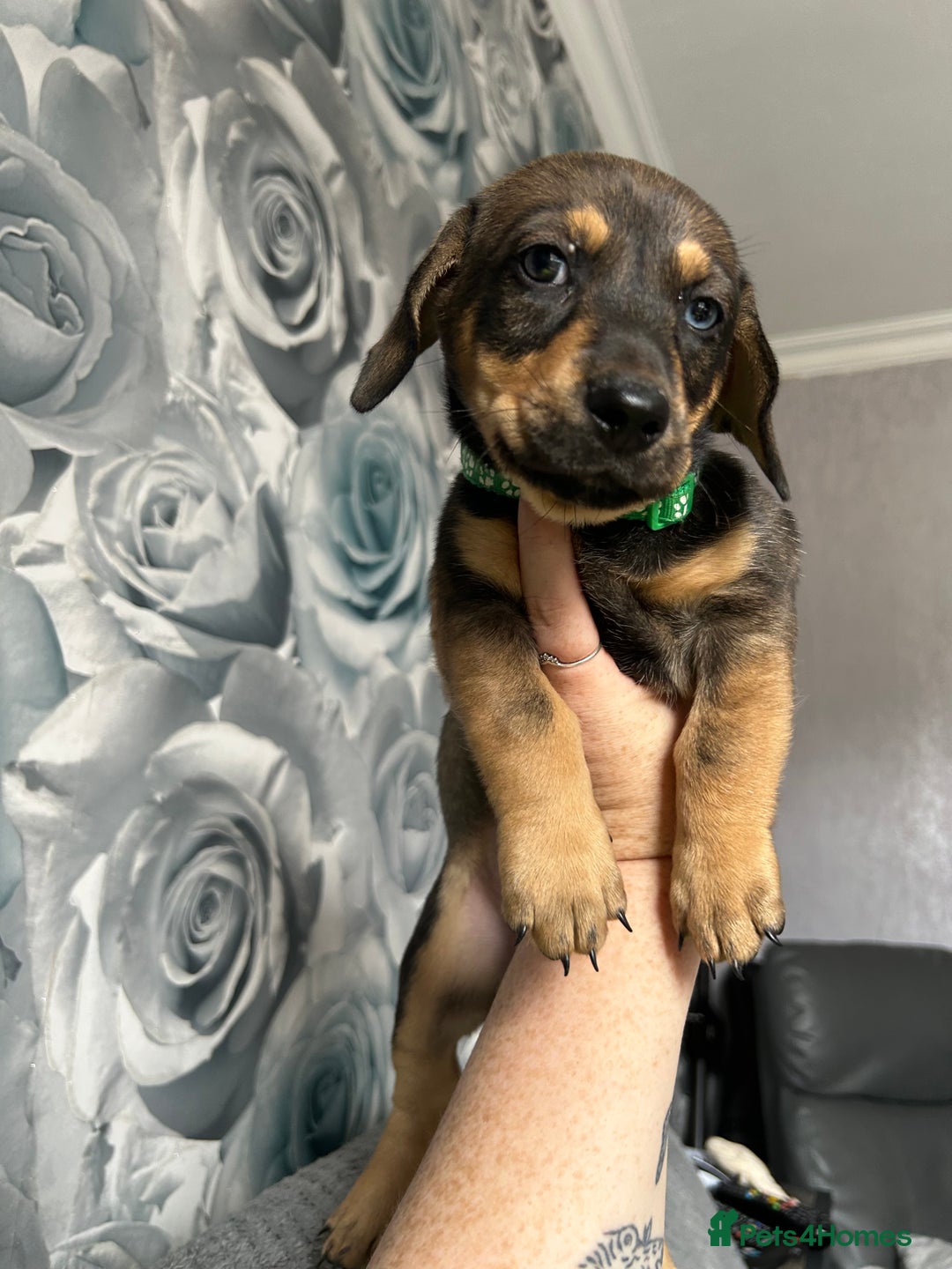 Mixed Breed dogs for sale: Husky cross dashound  - Image 3