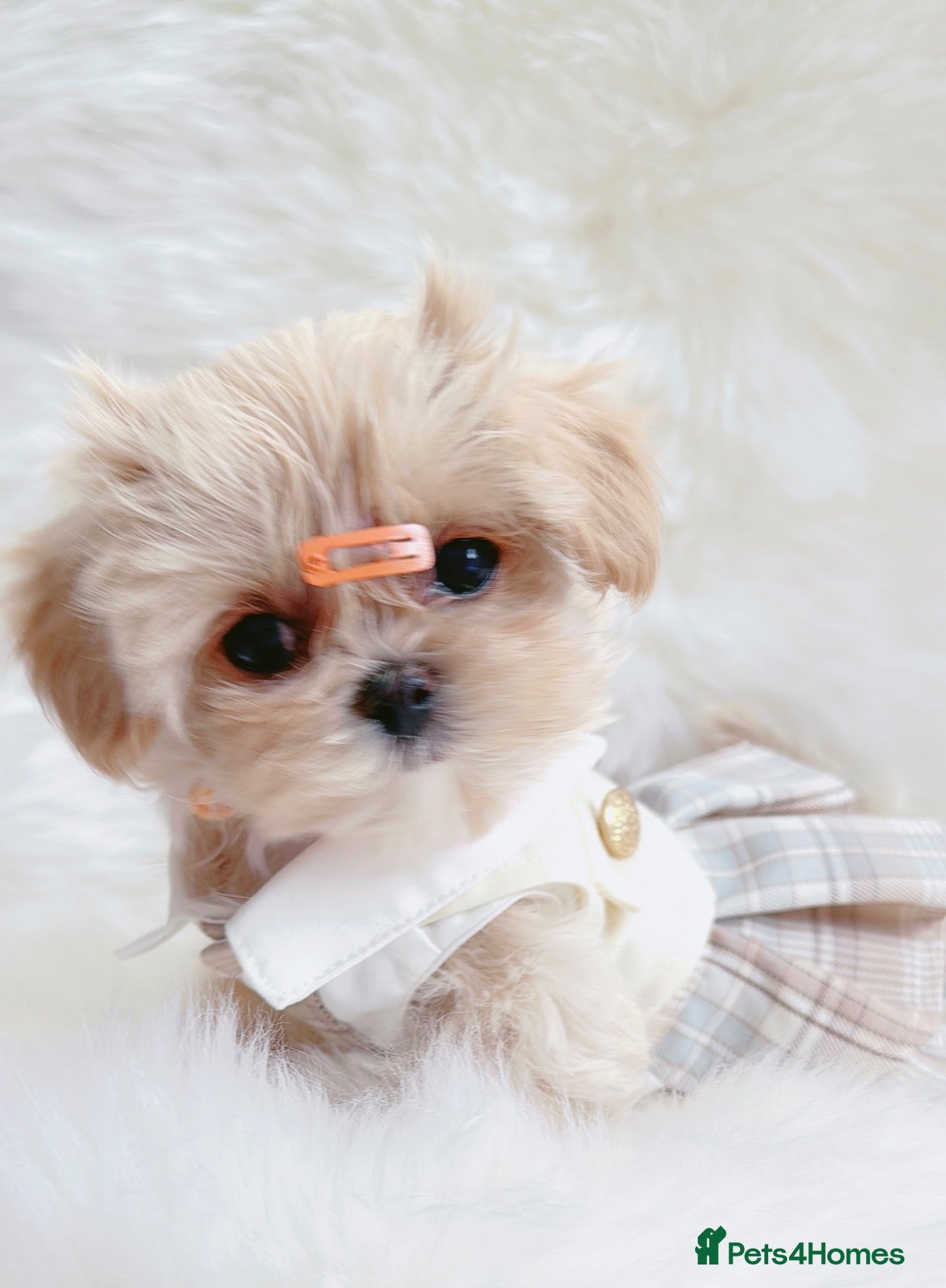Maltipoo dogs Extra small F1 maltipoo puppies  - Advert 6