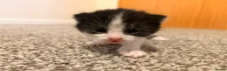 Mixed Breed cats for sale: 2 stunning black and white Kittens left - Advert 9