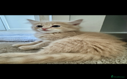 Persian cats for sale: Mink coloured Persian Mixed boys - Image 10