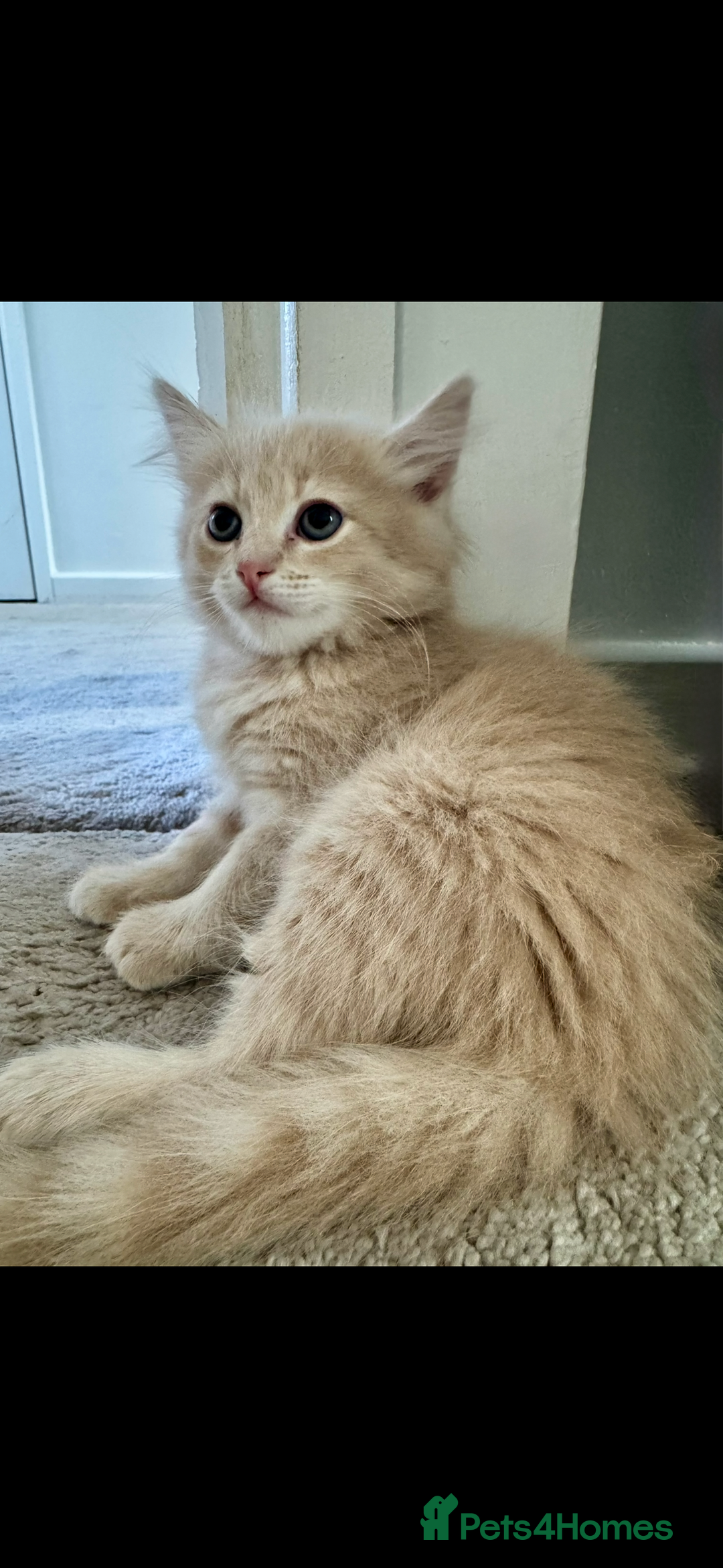Persian cats for sale: Mink coloured Persian Mixed boys - Image 10