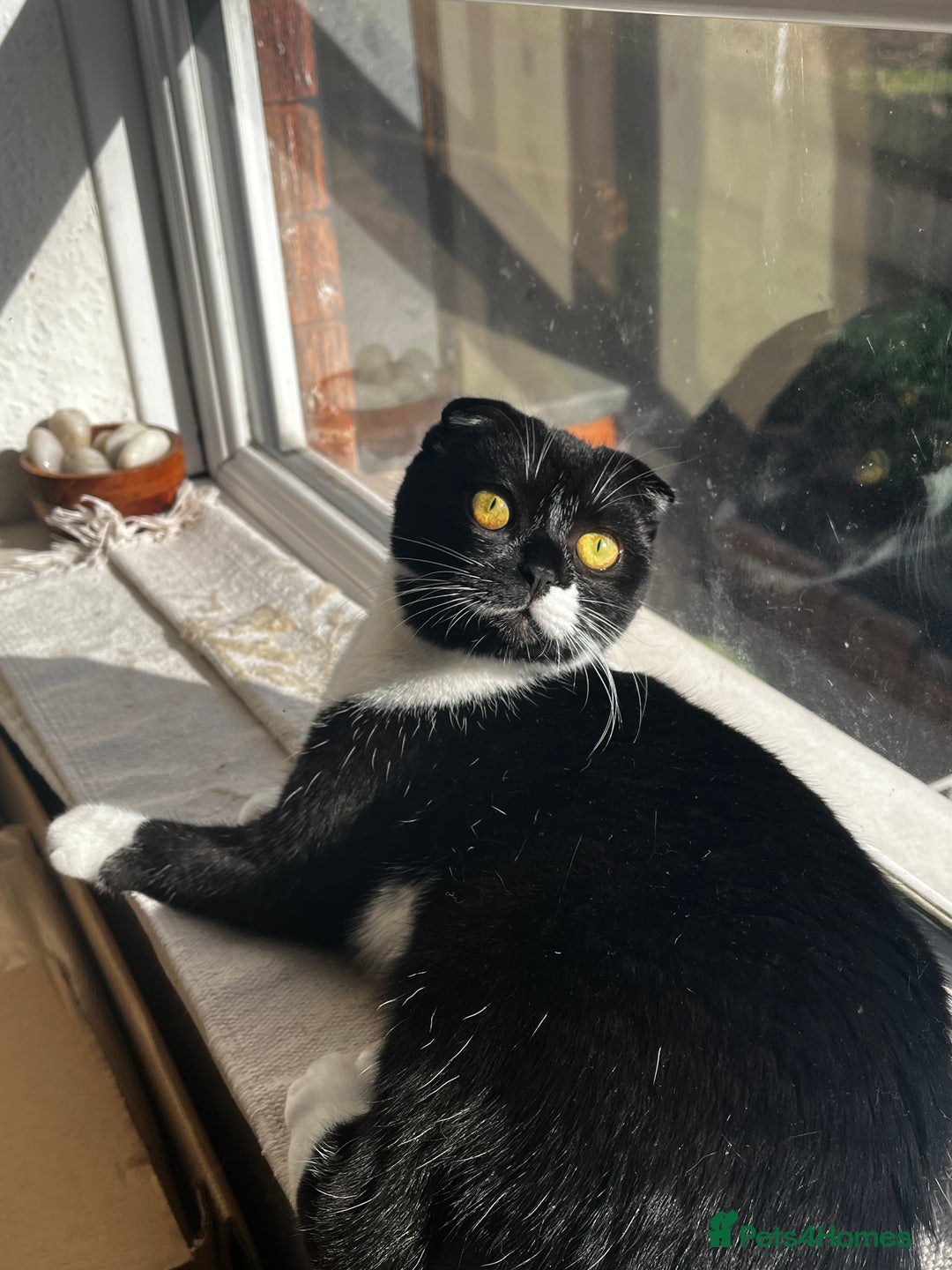 Scottish Fold cats for sale: Two beautiful floppy ear kittens for sale - Advert 5