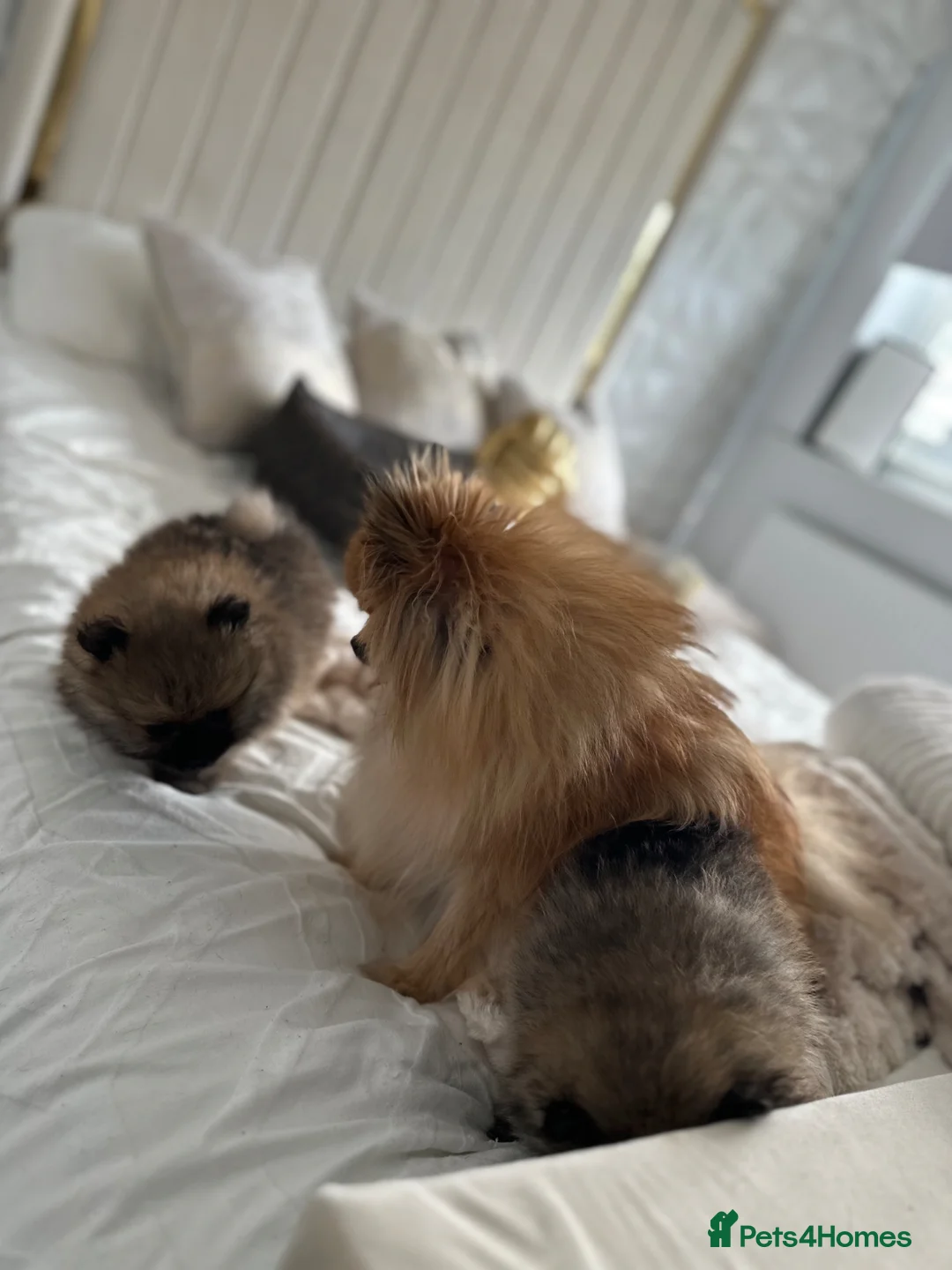 Pomeranian dogs for sale: Miniature true Pom boy  ** 🤍 - Advert 2