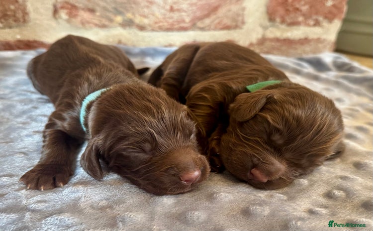 Cocker Spaniel dogs - Advert 4