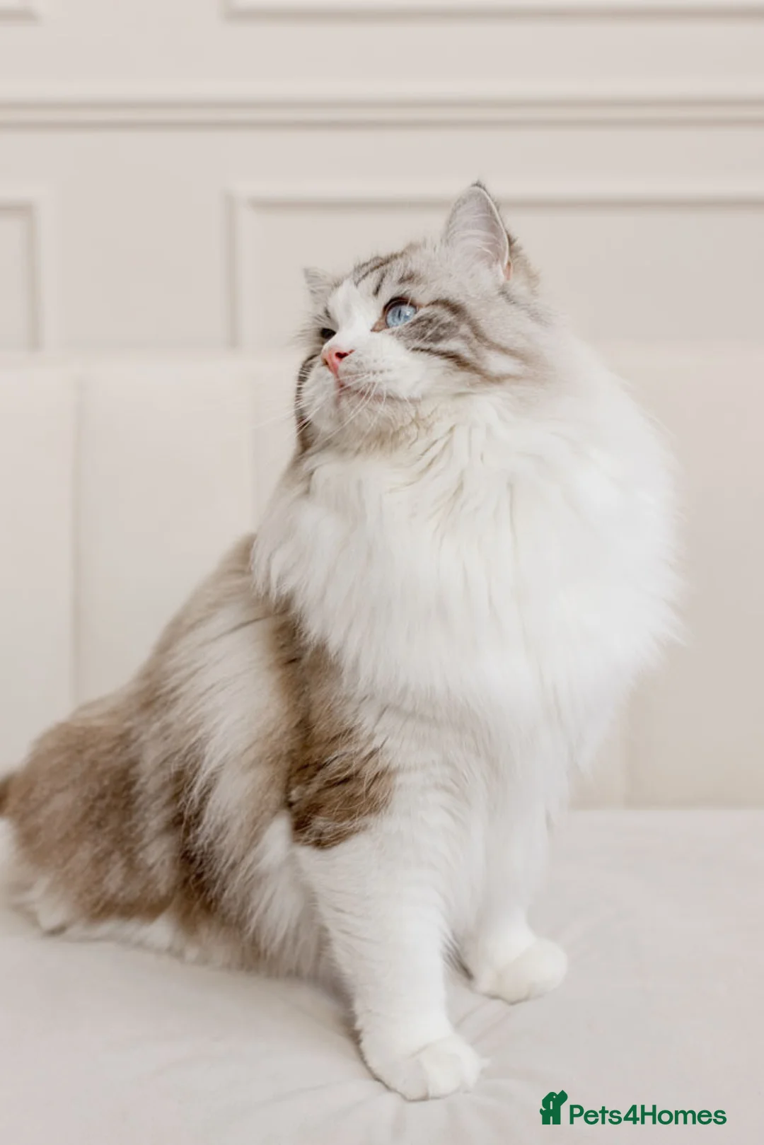 Ragdoll cats for stud: Limited time only Seal Lynx Bicolor Ragdoll (stud) - Advert 4