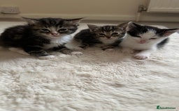 Mixed Breed cats for sale: 3tabby kittens to sale - Image 2