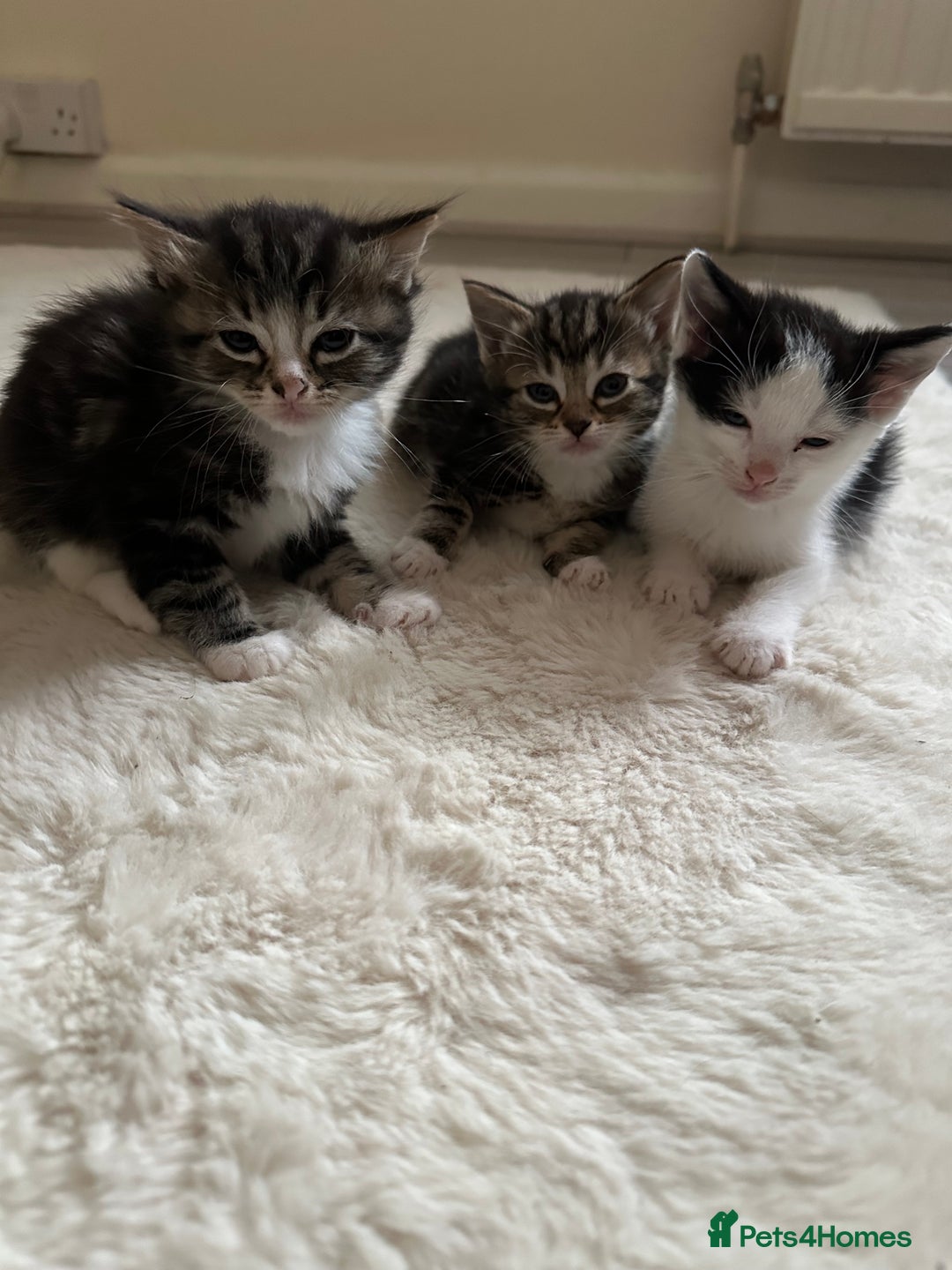 Mixed Breed cats for sale: 3tabby kittens to sale - Image 2