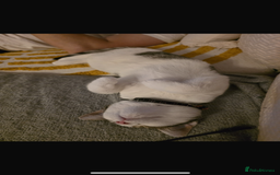 Mixed Breed cats for sale: Rebome my cat - Image 4