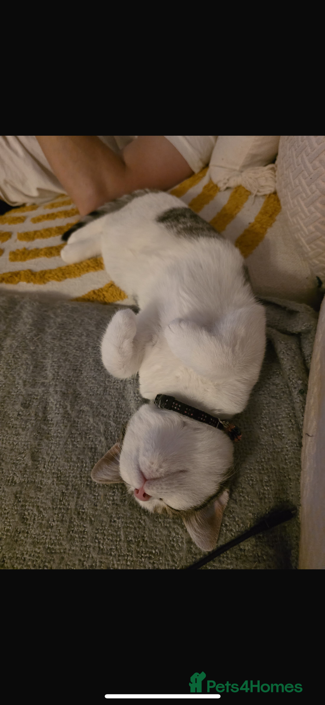 Mixed Breed cats for sale: Rebome my cat - Image 4