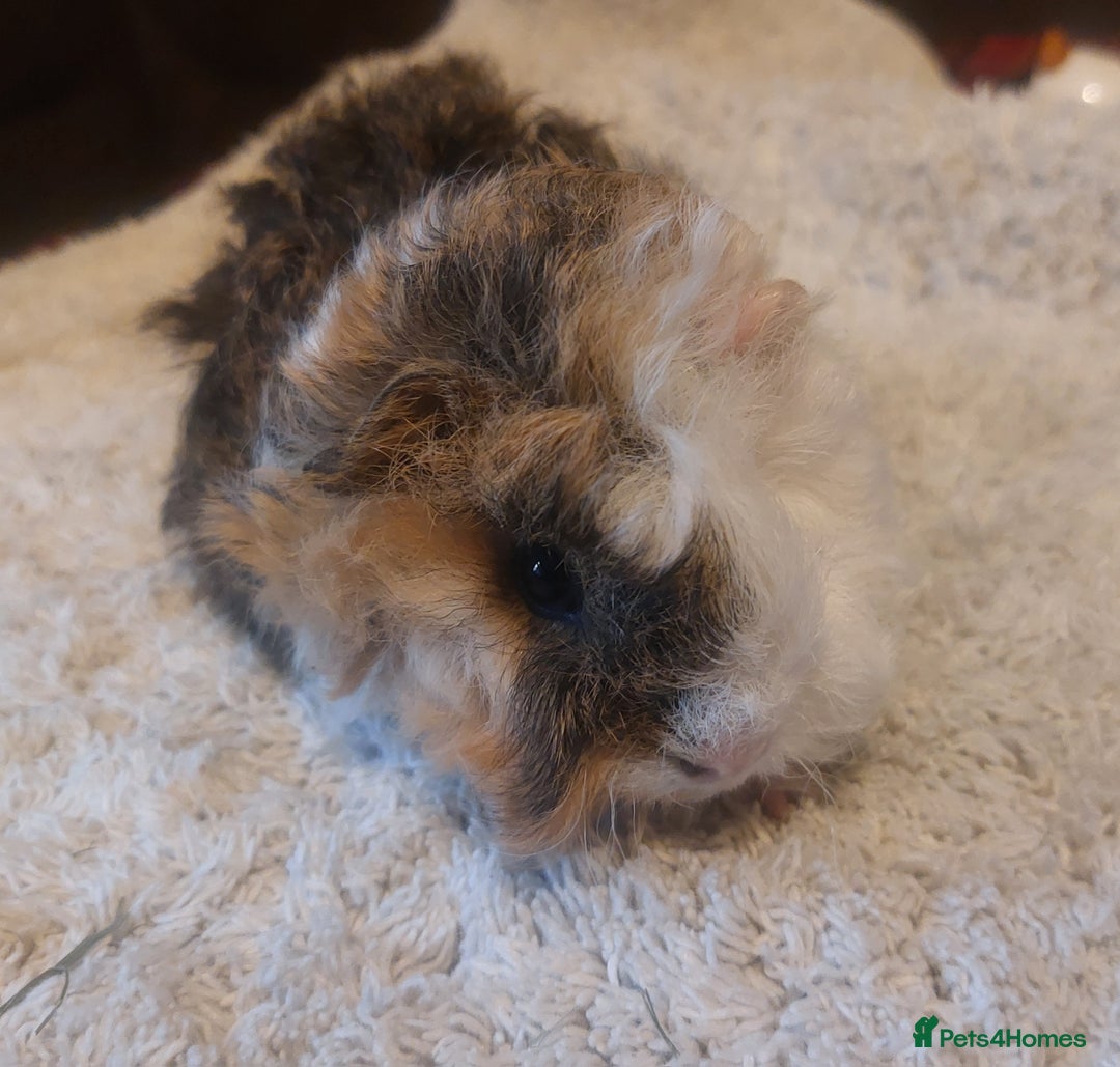 Guinea Pig rodents for sale: Lunkarya texal guineapigs  - Advert 5