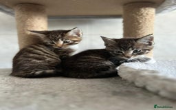 Maine Coon cats for sale: Gorgeous Maine Coon cross Bengal Kittens  - Image 4