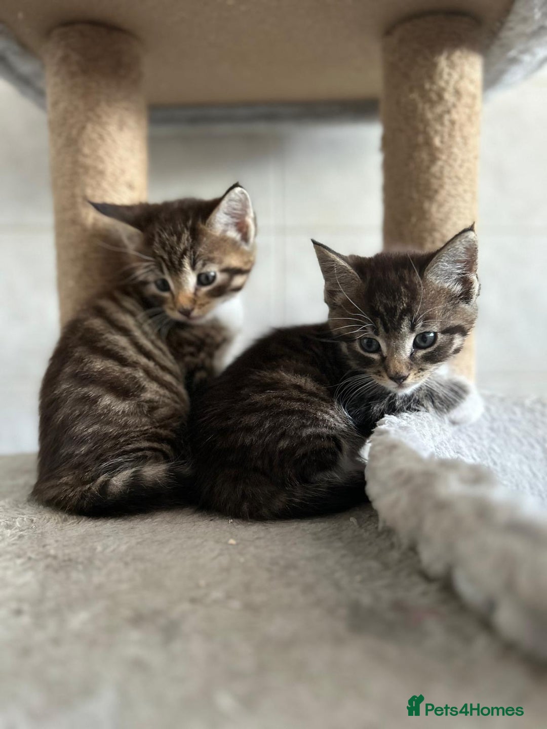 Maine Coon cats for sale: Gorgeous Maine Coon cross Bengal Kittens  - Image 4